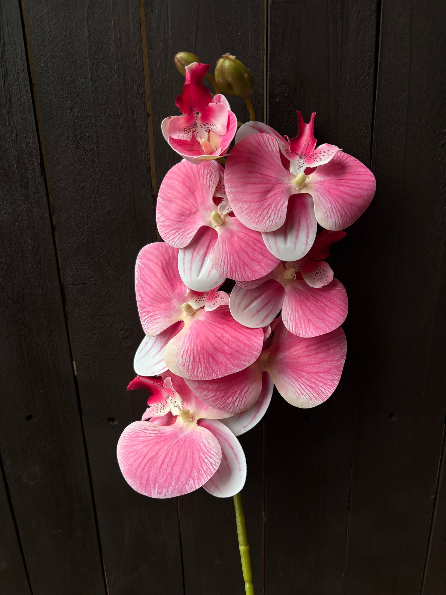 75CM PHALAENOPSIS ORCHID SPRAY PINK