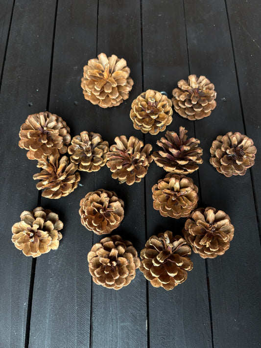 BAG PINE CONES NATURAL (250g)