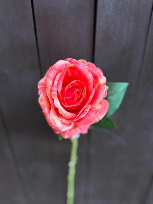 SINGLE ORANGE RIPPLE ROSE