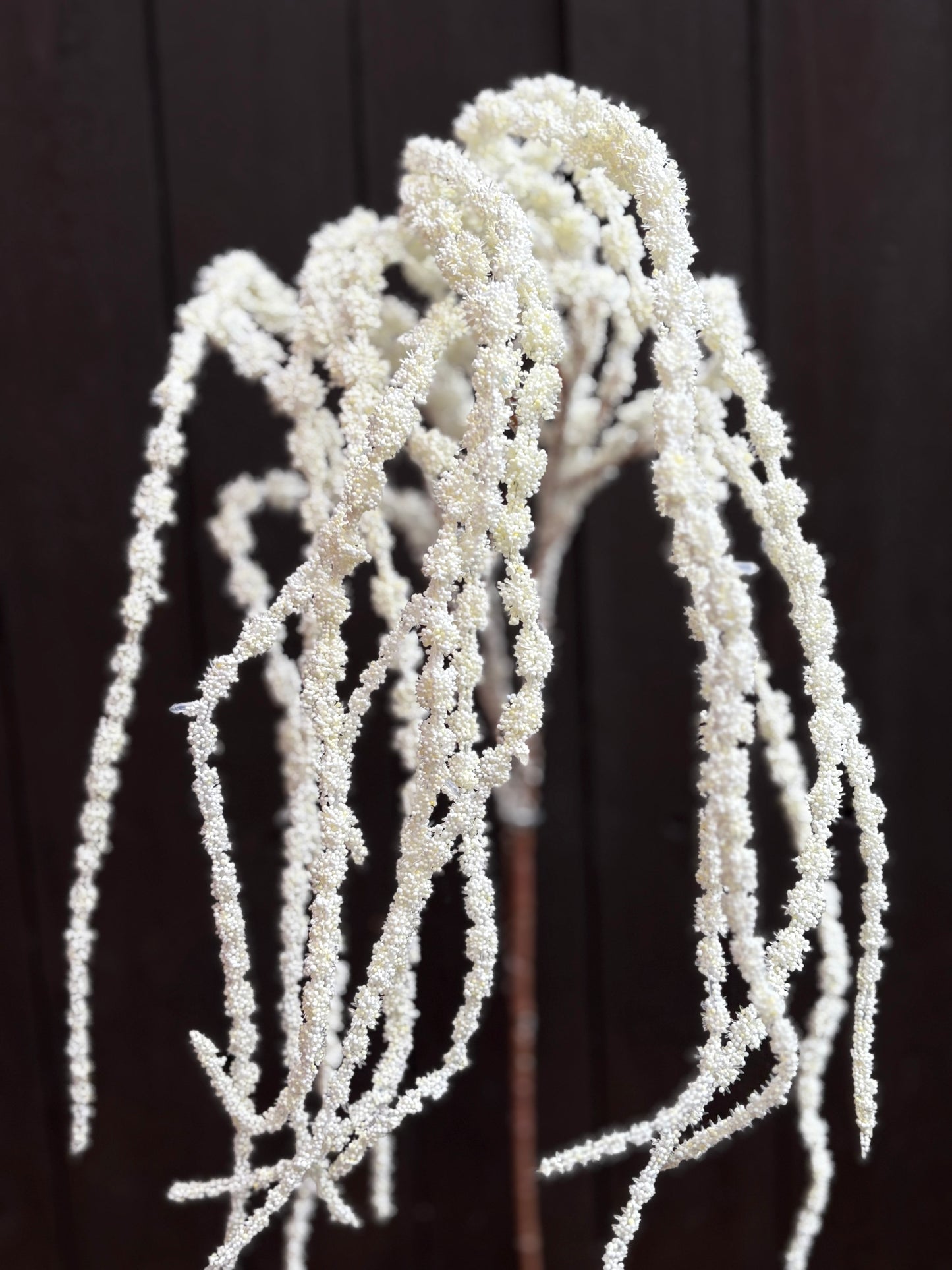 SEEDED AMARANTHUS CREAM