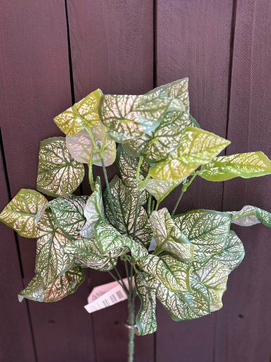 MEDIUM VEINED PHYLLOSTACHYA BUNCH WHITE/GREEN
