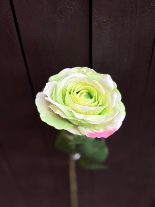 SINGLE GREEN RIPPLE ROSE