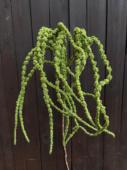 SEEDED AMARANTHUS GREEN