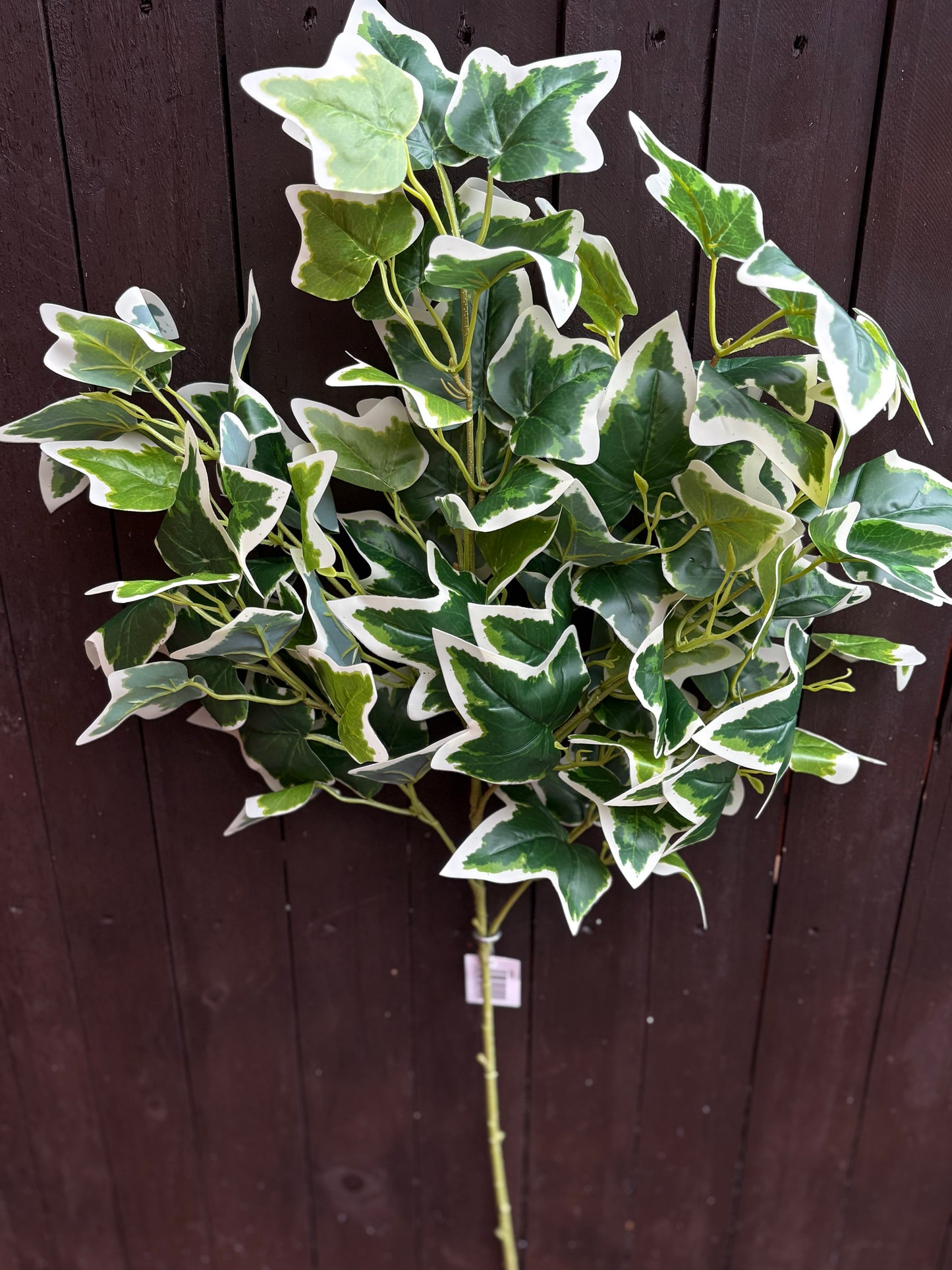 LARGE IVY LEAF SPRAY VARIEGATED
