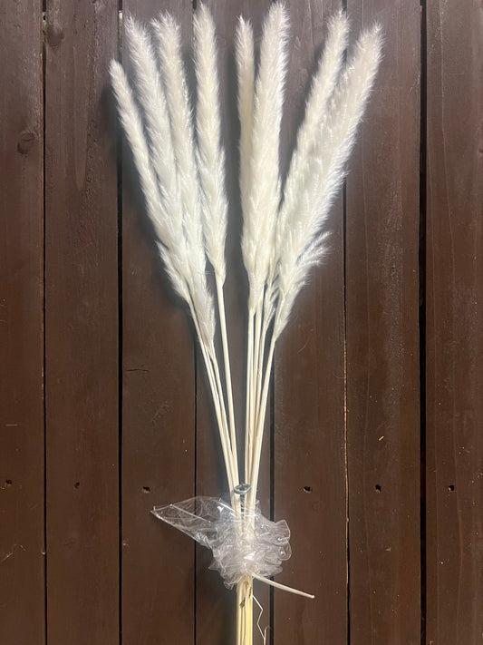 DRIED PAMPAS GRASS IVORY/WHITE