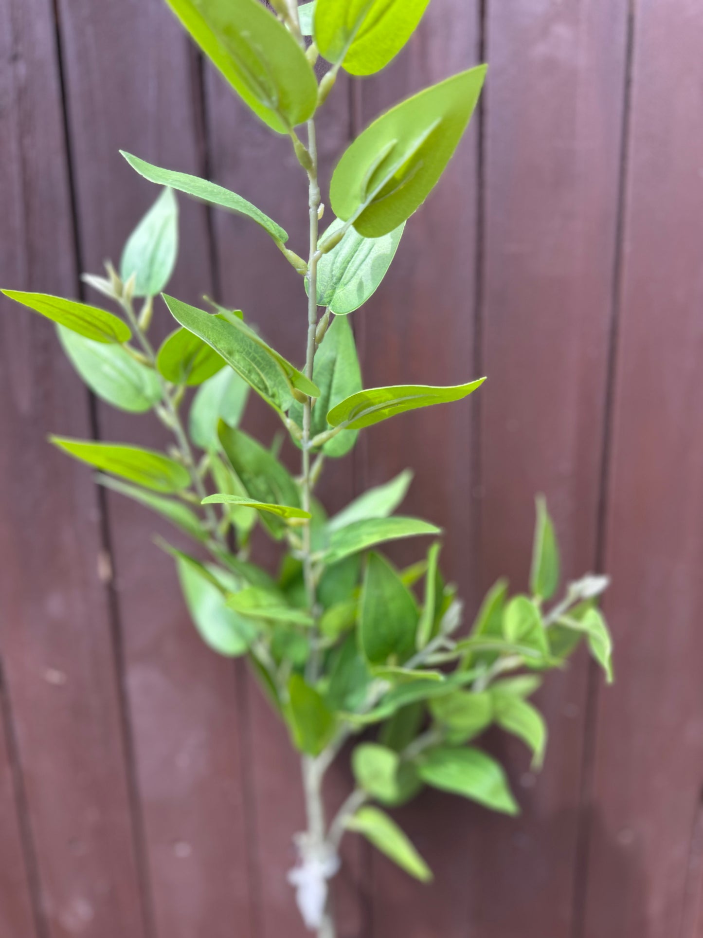 HONEY SUCKLE LEAF SPRAY GREEN