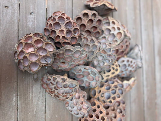 6-10cm LOTUS HEADS NATURAL x 20pcs