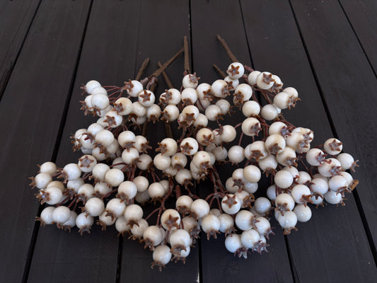 PACK 12 20cm GLOSSY ROSEHIP IVORY