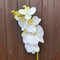 ORCHID