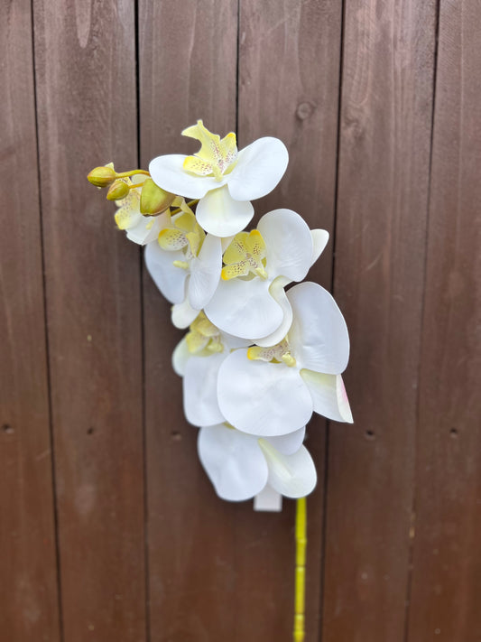 75cm DELUXE PHALAENOPSIS ORCHID SPRAY IVORY