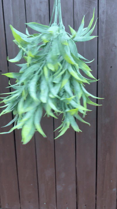 FOLIAGE