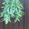 FOLIAGE