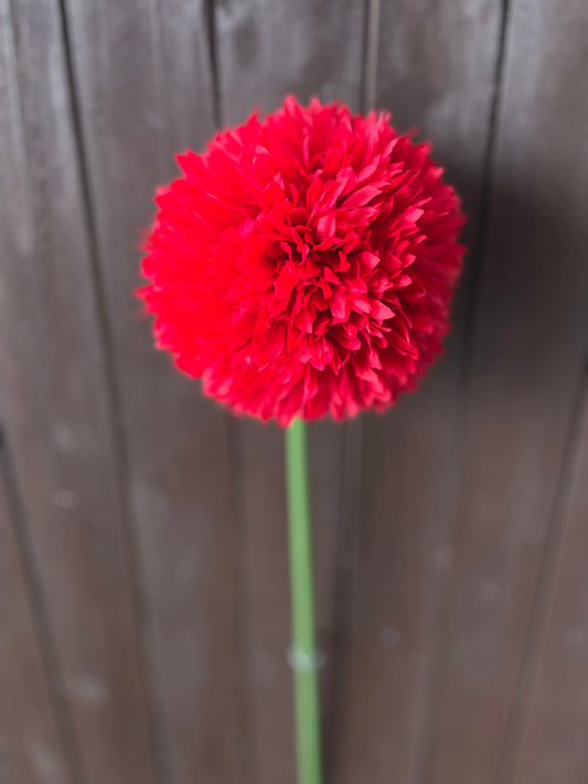 GIANT ALLIUM STEM RED