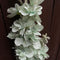 DELPHINIUM