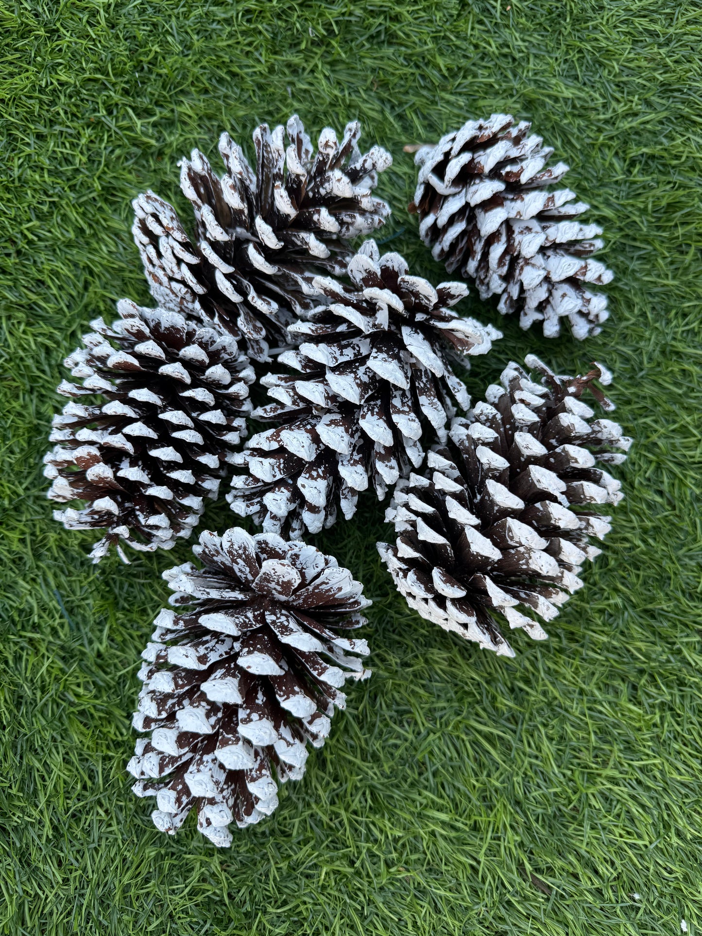 PK6 LARGE FROSTED PINE CONES