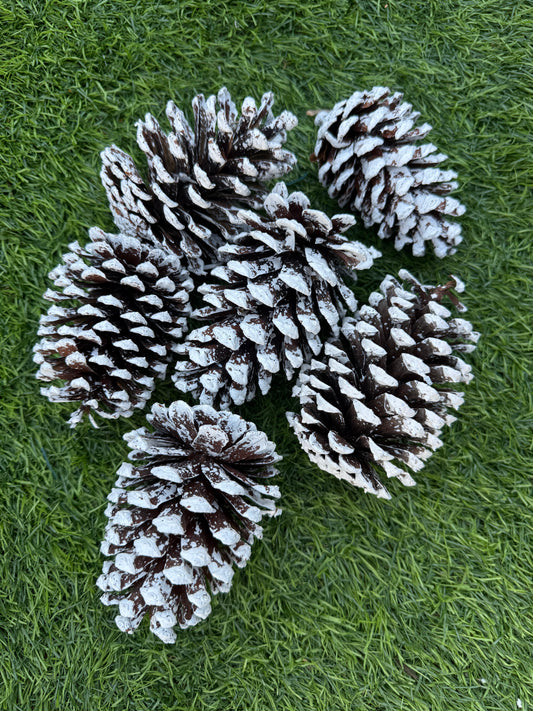 PK6 LARGE FROSTED PINE CONES
