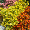 GYPSOPHILA