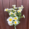 DAISY