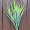 GRASS