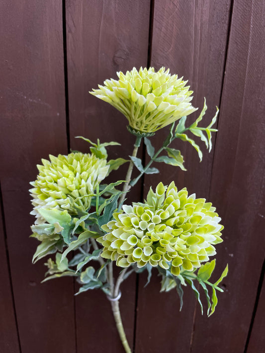 LONG SPIKY GLOBE GREEN