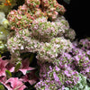 SINGLE STEMS