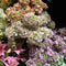 SINGLE STEMS
